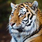 The Tiger, an endangered species - like Open Source?