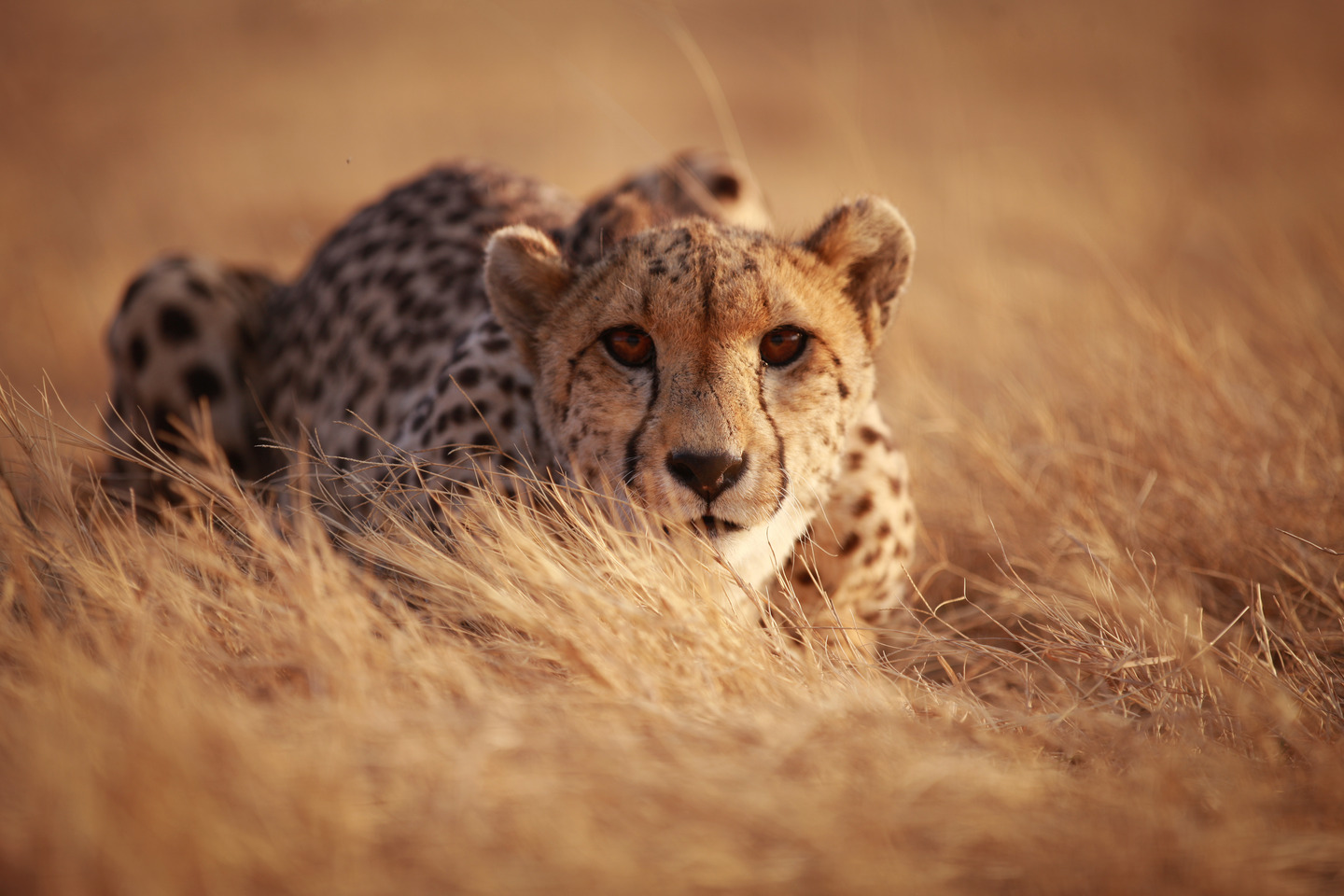 Cheetahs dont do data sharing