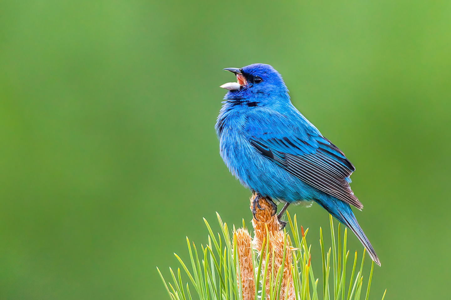 The Twitter bluebird singing.