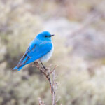The mountain bluebird - on which the Twitter logo is based.
