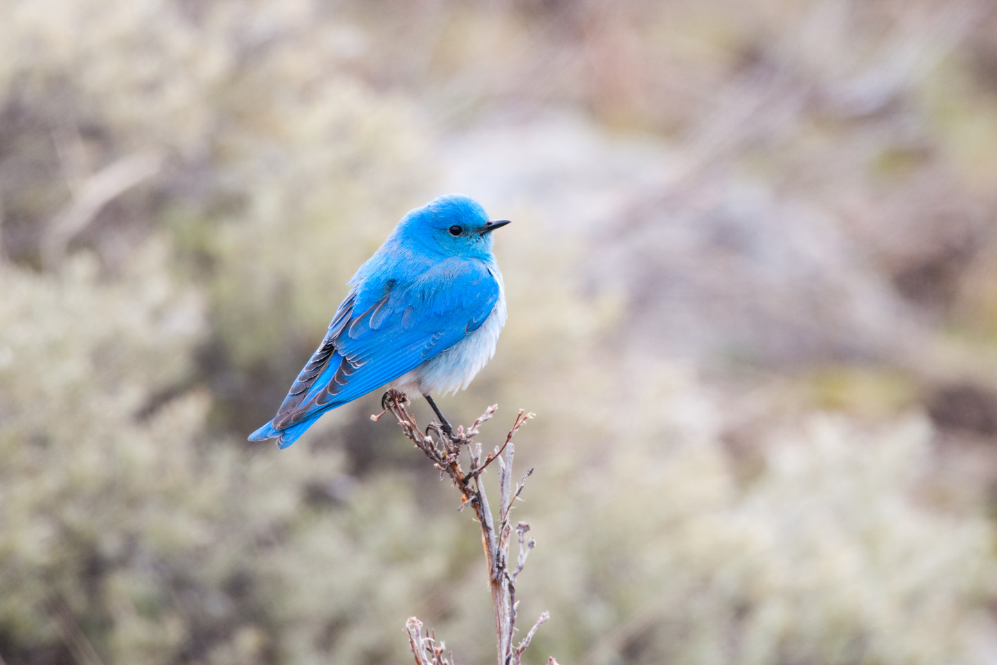The mountain bluebird - on which the Twitter logo is based.