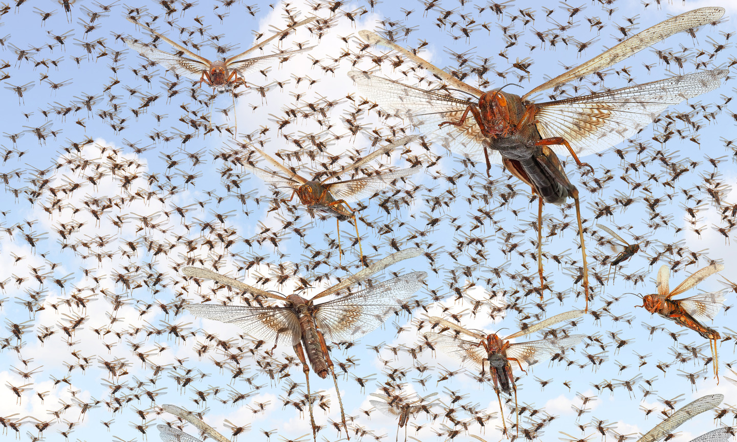 The 2023 Imperva Bad Bot Report shows the internet of the future - like a swarm of locusts.