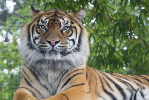 Will science funding to Japanese universities help the country reclaim its Asian Tiger status?