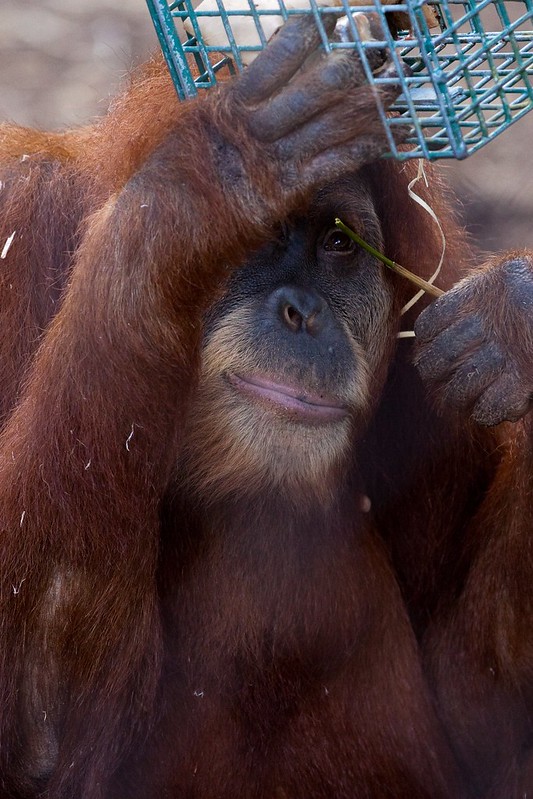 How to build an AI illustrative image of intelligent orang-utan