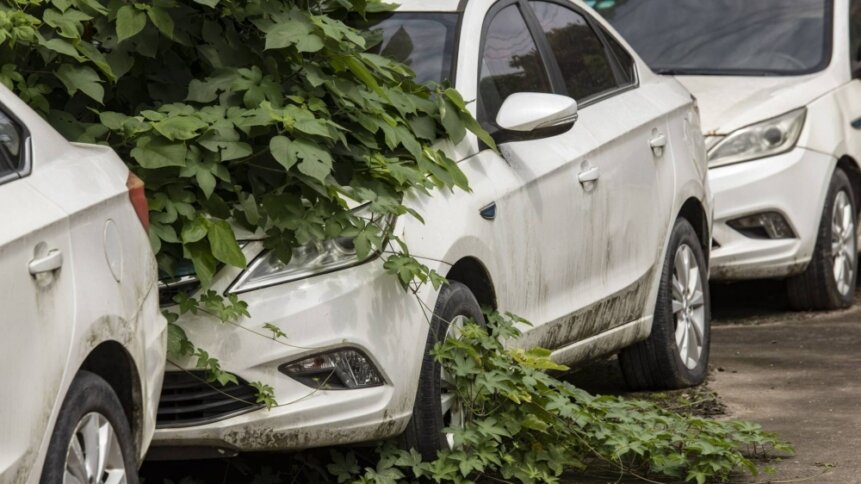 Used EVs grow weeds in China.