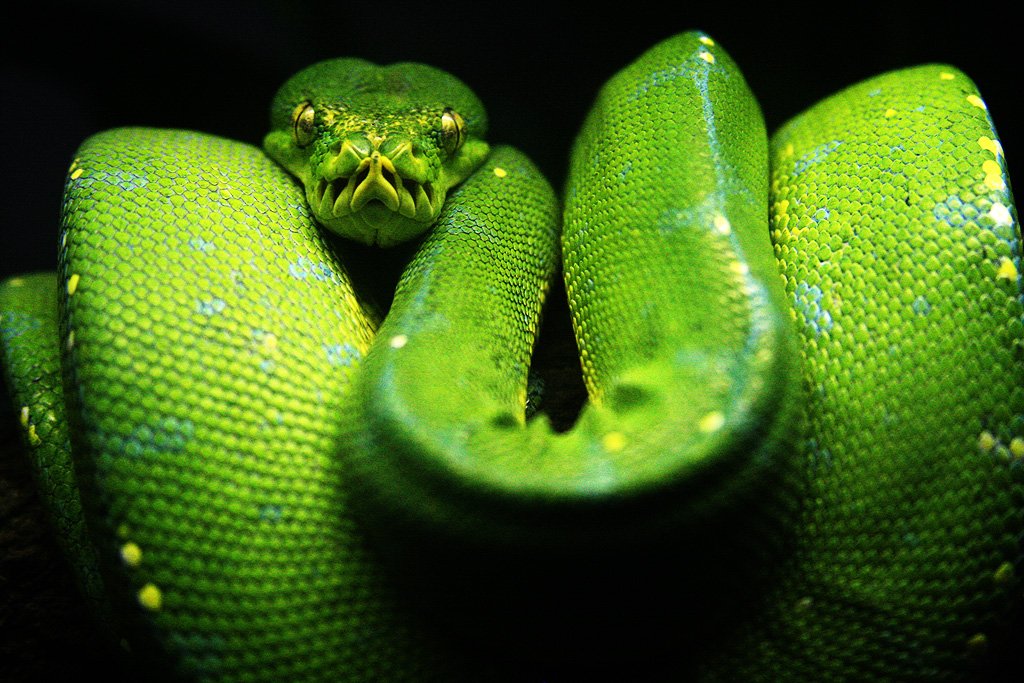 Image of python to illustrate Python developer opportunities article.
