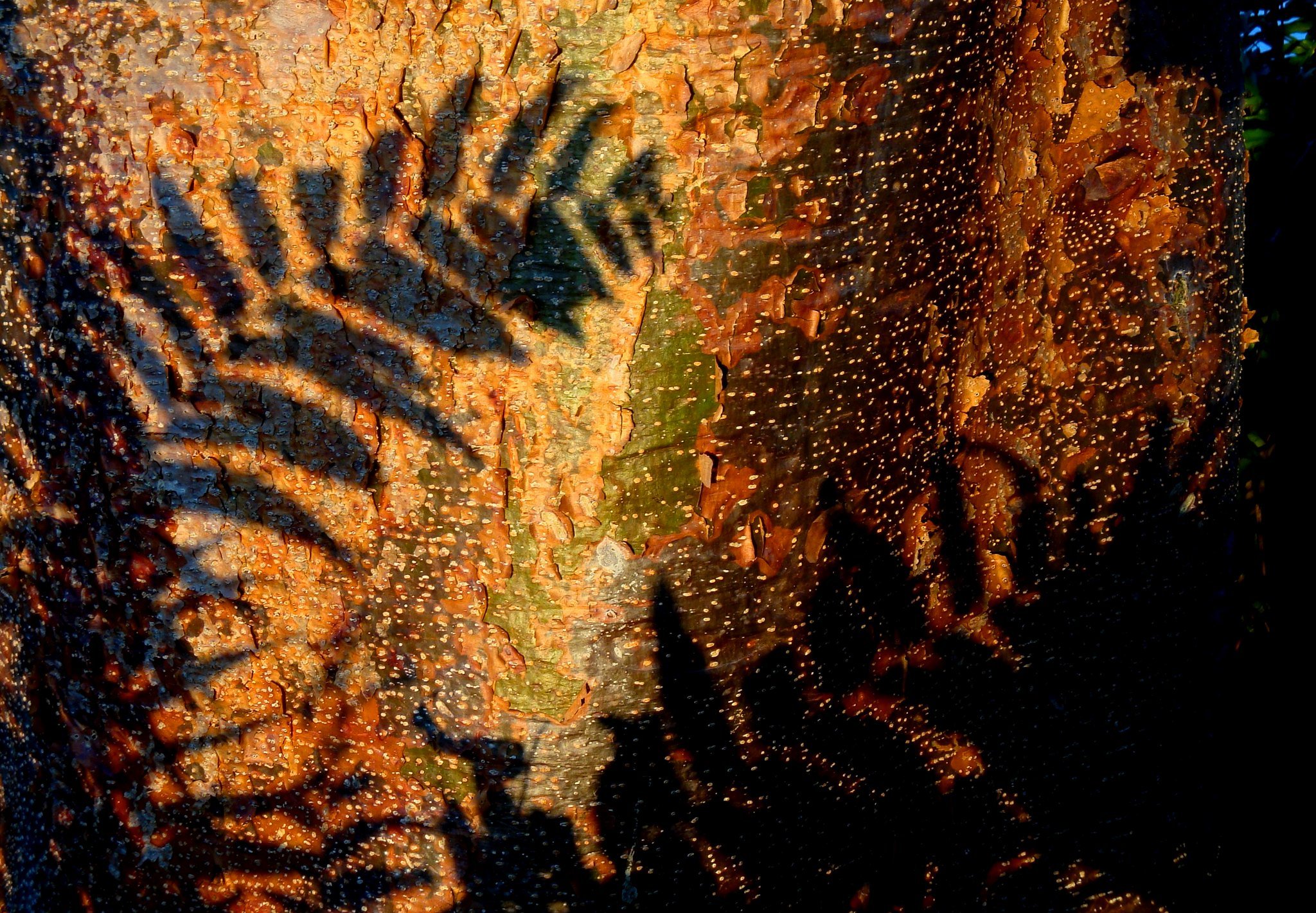 Image of fern and shadows to illustrate article on shadow AI.