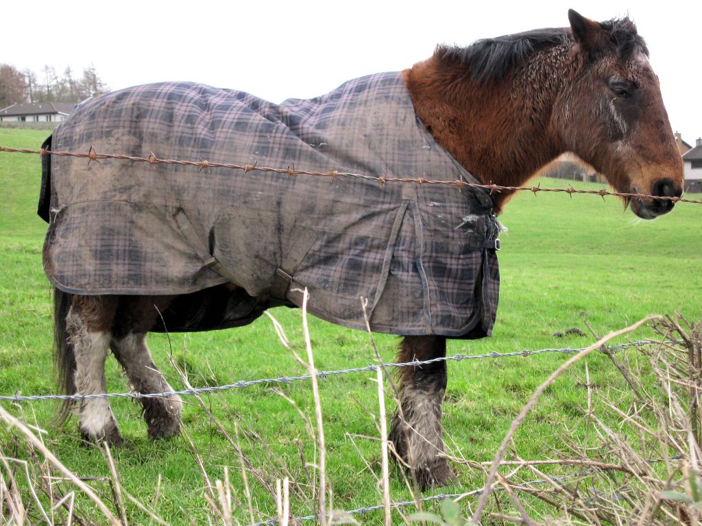 Illustration of hobbled horse for article on restricted iPhone launch in the UK.