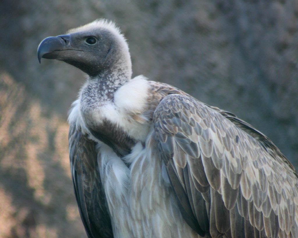 "In search of the Maltese Falcon #13 - White Backed Vulture, Malta Falconry Centre" by foxypar4 is licensed under CC BY 2.0.